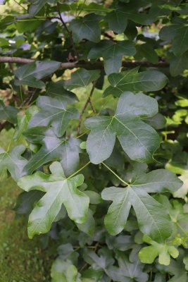 Liquidambar styraciflua 'Rotundiloba' - ambroň západní - listy léto